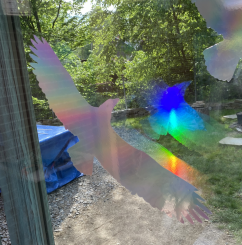 Silueta dravce z holografické fólie Fantasy rainbow, proti narážení ptáků do skla