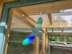 Silueta dravce z holografické fólie Fantasy rainbow, proti narážení ptáků do skla