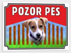 Pozor pes - Jack Russel