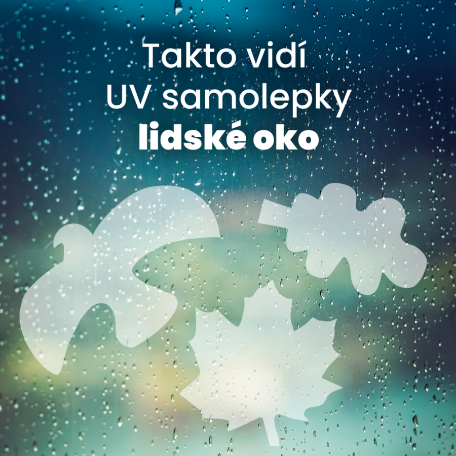 UV silueta javorového listu proti narážení ptáků na okna